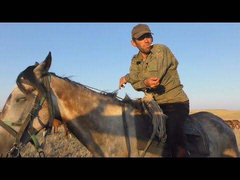 Видео: Сентябрьский табун лошадей.