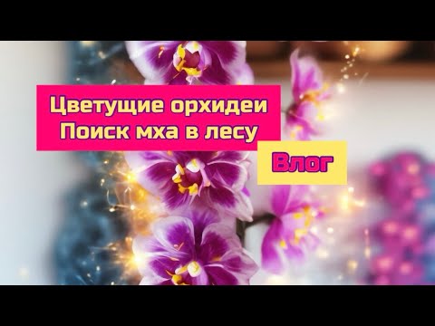 Видео: Цветущие орхидеи фаленопсис и влог в сосновом лесу , собираю мох для вас #orchid #цветущиеорхидеи 