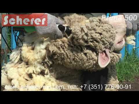 Видео: Машинка для стрижки овец и коз Scherer Prima 500 (Шерер Прима 500) - стрижка мериноса