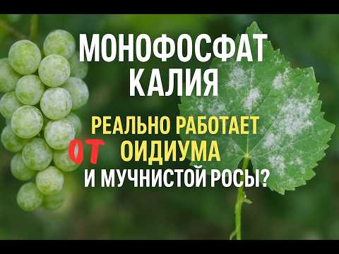 Видео: Монофосфат калия как фунгицид: практическая стратегия защиты сада и огорода!