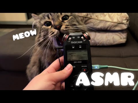 Видео: асмр с Нюськой ~ мяу 😽