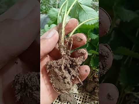 Видео: М..Сурхандарё .в.олтинчой.т уч хил кучат тайёрлаш