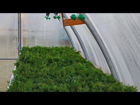 Видео: Автономная теплица череночник по черенкованию туи -  третий день работы после посадки туй.