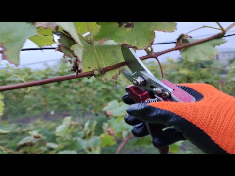 Видео: Предварительная обрезка винограда осенью. Prepruning grapes in autumn