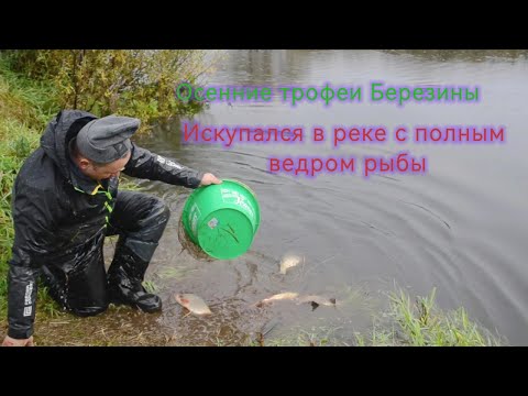 Видео: Осенние трофеи  Березины. Искупался в реке с полным ведром рыбы.