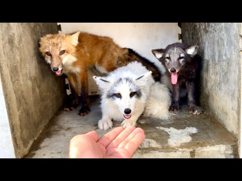 Видео: Вау! Приютил голодного лисёнка 🦊, а тут столько лис 🦊 в моем доме! 🥰❤👍😘🦊🦊🦊