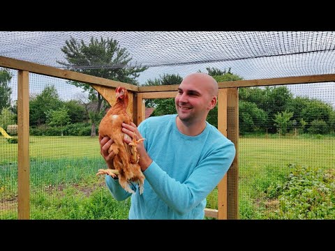 Видео: С сыном поехали за цыпочками и привезли показали жене, заселяем кур в курятник