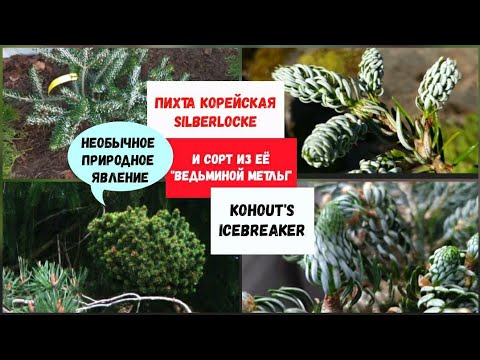 Видео: Пихта корейская Silberlocke и сорт из её  "ведьминой метлы"- Kohout's Icebreaker.