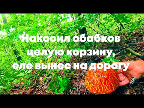 Видео: Грибное эльдорадо