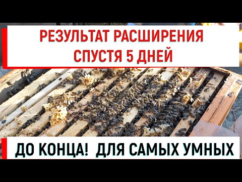 Видео: Самым умным посвящается... До КОНЦА! Результат "раннего" расширения через 5 дней.