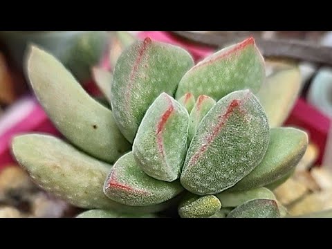 Видео: Как укоренять крассулы