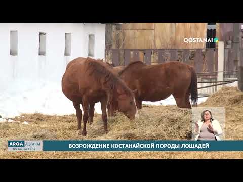 Видео: Возрождение Костанайской породы лошадей