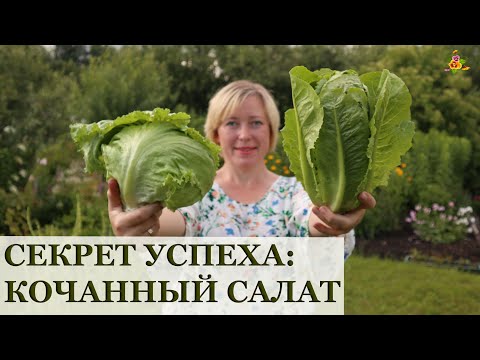 Видео: СЕКРЕТ кочанного салата / Сравню сорта Перис Айленд,  Великие озёра и Тарзан