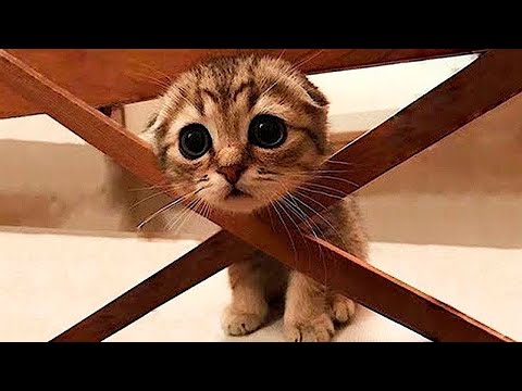 Видео: Я РЖАЛ ДО СЛЕЗ 😹 СМЕШНЫЕ КОШКИ И СОБАКИ | СМЕШНЫЕ ЖИВОТНЫЕ 2023 😹 ЛУЧШИЕ ПРИКОЛЫ #52