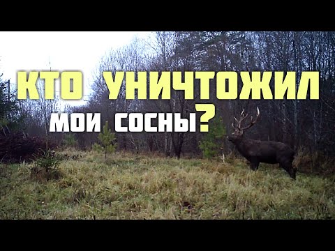 Видео: Кто уничтожил мои сосны?