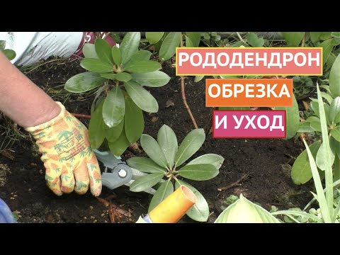 Видео: РОДОДЕНДРОН! ПРАВИЛА ОБРЕЗКИ И УХОДА!