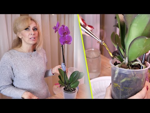 Видео: Уценка, орхидея с ГНИЛЫМИ КОРНЯМИ. РЕЗАТЬ или ОСТАВИТЬ. Как ОСТАНОВИТЬ ГНИЛЬ.