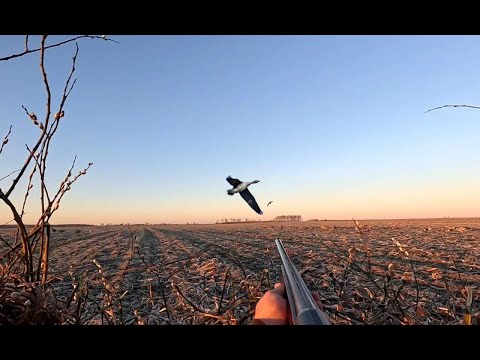 Видео: охота на гуся с классными налётами