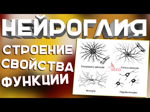 Видео: Нейроглия. Физиология, строение, функции.