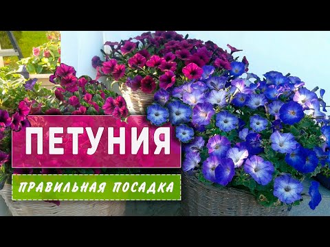 Видео: Как высадить ПЕТУНИЮ в кашпо правильно? Мои секреты и опыт