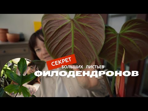 Видео: Филодендрон: уход, большие листья, условия содержания