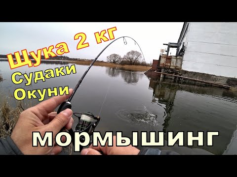 Видео: Щука 2 кг на МОРМЫШИНГ. И ещё судачки и окуни