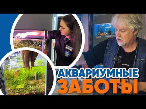Видео: Аквариумные новости с Владимиром Ковалёвым (18.04.2025). Аквариумные заботы.