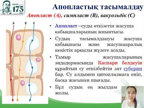 Видео: Биология. 11 сынып. Заттардың тасымалдануының симпластық, апопластық, вакуолярлық жолдары.