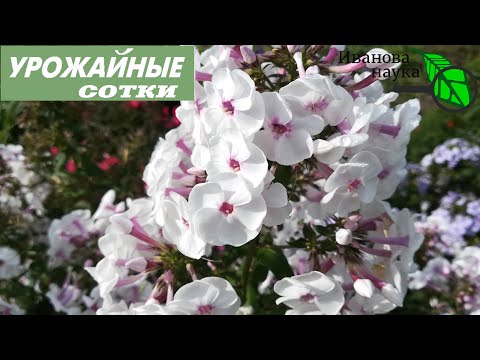 Видео: ГЛАВНЫЕ СЕКРЕТЫ УХОДА ЗА ПРЕКРАСНЫМИ ФЛОКСАМИ! Как же я их люблю! Роскошные флоксы!