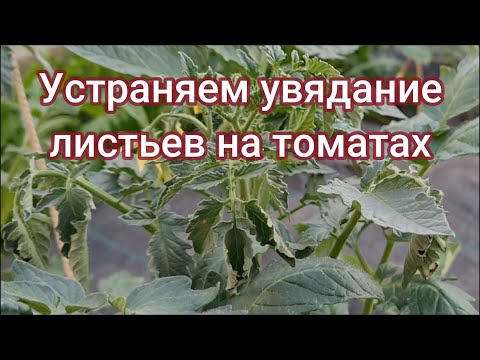 Видео: Устраняем увядание листьев на томатах