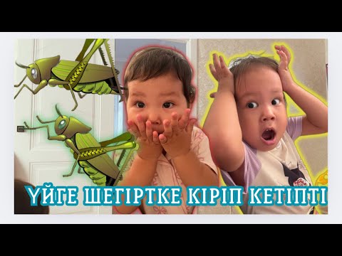 Видео: ҮЙГЕ ШЕГІРТКЕ КІРІП КЕТТІ🦗🦗 😱😱 ДОСТАААР ШЕГІРТКЕДЕН ҚОРҚАСЫҢДАРМА🐞🦟🪰🐛🦋😱🪲🪳🦗🐝