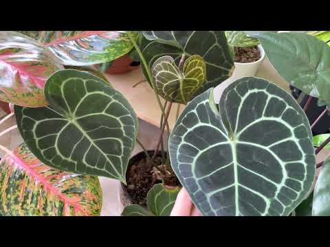 Видео: Джунгли в квартире. Обзор моего сада. Июнь 2023г.