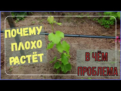 Видео: Почему саженец винограда, очень плохо растет? Основные проблемы и причины.