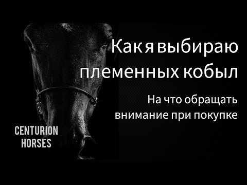 Видео: Как выбрать и купить племенную кобылу для разведения?