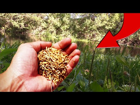 Видео: Пшеница с ЧЕСНОКОМ В Действии! Подводная съемка