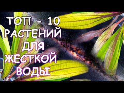 Видео: ТОП - 10 РАСТЕНИЙ ДЛЯ ЖЕСТКОЙ ВОДЫ