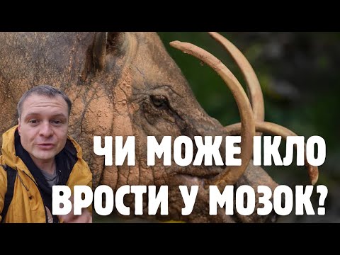 Видео: Доісторичні свині: шалена морфологія бабірус