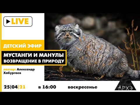 Видео: Детский эфир "Мустанги и манулы (возвращение в природу") рубрики "Путешествия с натуралистом"