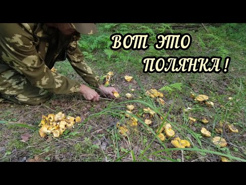 Видео: Вот это полянка! Собираю грибы лисичка