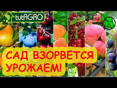 Видео: ОТ ЭТОЙ ПОДКОРМКИ САД ВЗОРВЕТСЯ УРОЖАЕМ! Хватит и 1 раза в 2-3 года! Вишни, черешни, яблони... ВСЁ!