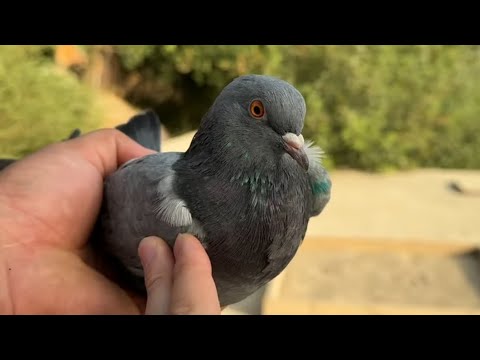 Видео: Соревнования открыты T. J. T. D. Голубь Бобо Файза 🕊️🇹🇯🚀
