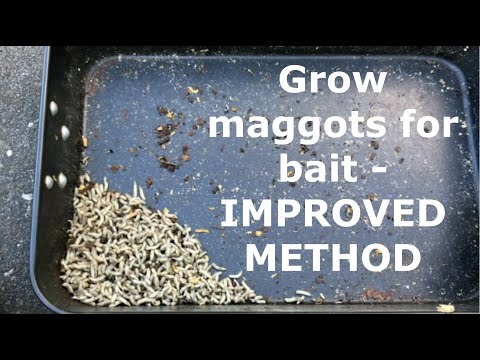 Видео: Опарыши — отличная приманка. Как вырастить опарышей для приманки — УЛУЧШЕННЫЙ МЕТОД