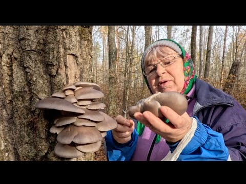 Видео: ОСІННІ ГРИБИ З ОМРІЯНОГО ЛІСУ. ДАВНО ХОТІЛА СЮДИ ПОТРАПИТИ.