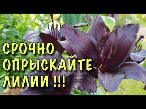 Видео: ЛИЛИИ в ОПАСНОСТИ! КРАСНЫЙ ЖУК может УНИЧТОЖИТЬ БУТОНЫ! Как ЗАЩИТИТЬ лилии от ВРЕДИТЕЛЕЙ и БОЛЕЗНЕЙ