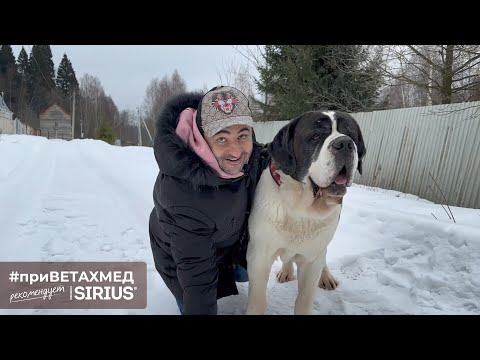 Видео: Секреты породы. Сенбернар // #ПриВЕТАхмед