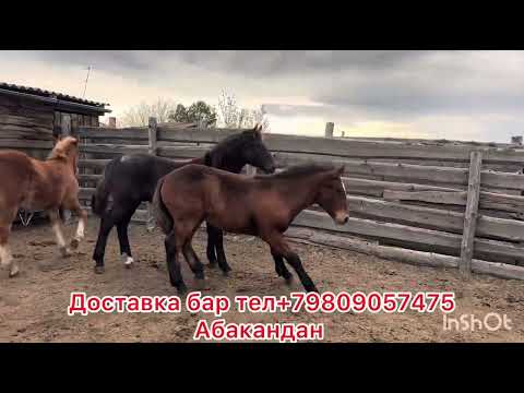 Видео: Кулундар Сатылат 