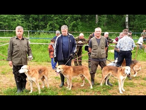 Видео: 127-я Московская областная выставка собак охотничьих пород 12.06.2021г.