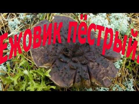 Видео: ежовик пёстрый,лечебный гриб
