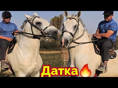 Видео: Мошный Ат Датка Улукмырзада🔥