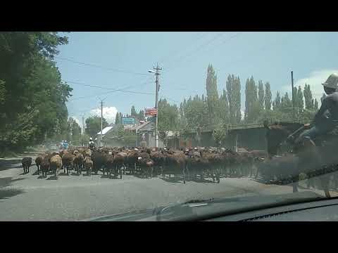 Видео: Трасса: МЫРЗАКЕ айылы. Комментарийсиз. 19.06.2018.